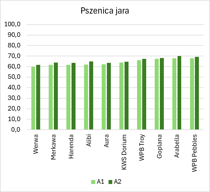 Wykres przedstawia plonowanie 10 badanych odmianach pszenicy jarej dla dwóch technologii (A1 i A2) w 2023 roku. Plony pszenicy jarej dla badanych odmian mieściły się w przedziale od 59,8 dt/ha (Werwa) do 68,0 dt/ha (WPB Pebbles) w technologii A1, natomiast w A2 od 61,7 dt/ha (Werwa) do 70 dt/ha (Arabella). Wszystkie odmiany uzyskały wyższy plon w technologii A2. Najwyższa różnica miedzy plonowaniem dla danej odmiany pomiędzy technologią A1 a A2 wystąpiła u odmiany Alibi, u której plon uzyskiwany przy zastosowaniu technologii A2 był wyższy o 2,9 dt/ha. Najniższa różnica w wystąpiła dla odmiany KWS Dorium, u której plon był wyższy o 0,9 dt/ha dla technologii A2.